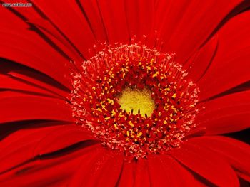 Gerber Daisy Closeup Louisville Kentucky screenshot