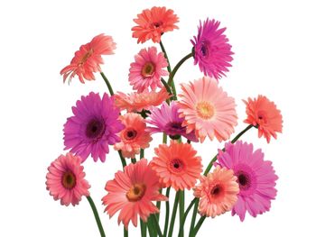 Gerbera Daisy Cluster screenshot