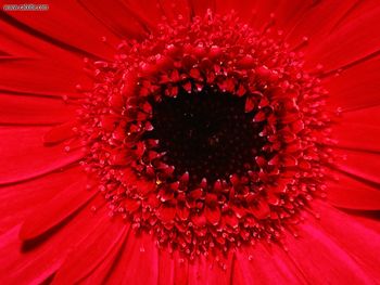 Gerbera Daisy screenshot