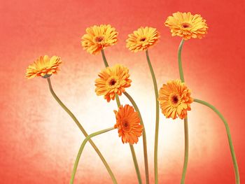 Gerbera Flowers screenshot