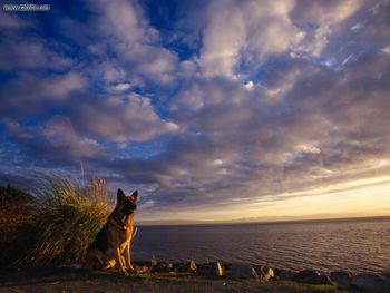 German Shepherd screenshot