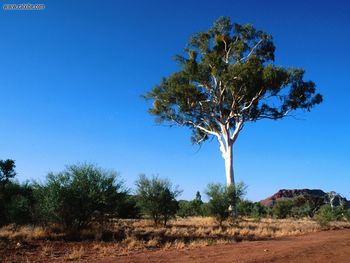 Ghost Gum Tree Central Australia screenshot