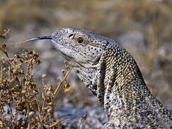 Giant Ground Llizard, Etosha National Park, Namibia , Africa screenshot