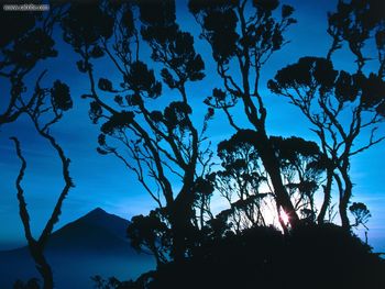 Giant Heather At Sunrise Mount Sabinyo Rwanda Central Africa screenshot