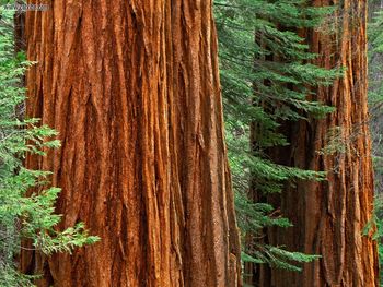 Giant Sequoia Trees Mariposa Grove Yosemite National Park California screenshot