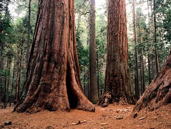 Giants Calaveras State Park screenshot