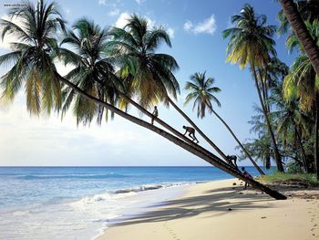 Gibbs Beach Mullins Bay Barbados screenshot