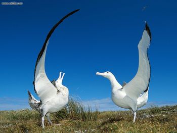 Gibsons Wandering Albatross New Zealand screenshot