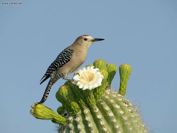 Gila Woodpecker screenshot