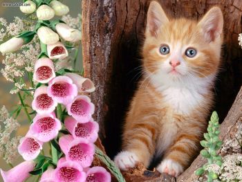 Ginger Cat And Foxgloves screenshot