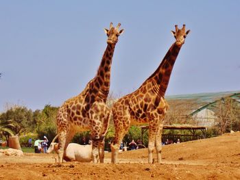 Giraffe In Attica Park screenshot