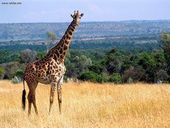 Giraffe Masai Mara Game Reserve Kenya screenshot