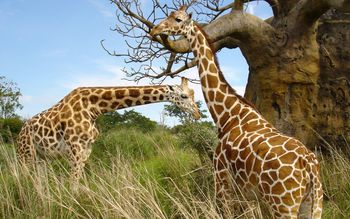 Giraffe pair screenshot