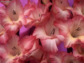 Gladioluses screenshot