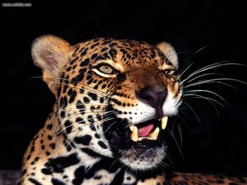 Glare Jaguar screenshot