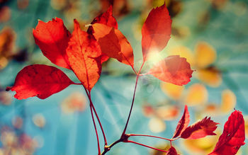 Glare of Autumn screenshot