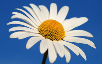 Glowing White Daisy screenshot