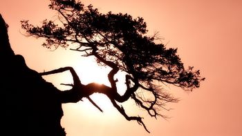 Gnarled Tree, Matia Island, San Juan Islands, Washington screenshot