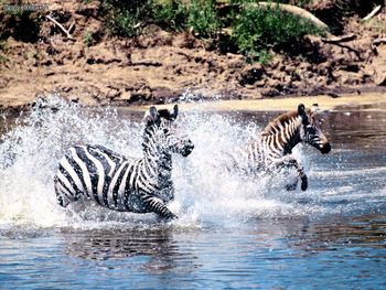 Going For A Swim Burchells Zebra screenshot