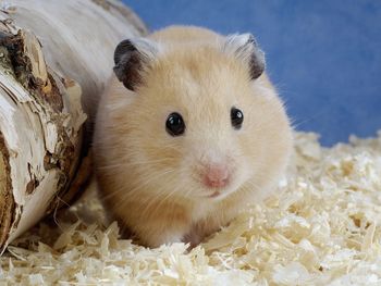 Golden Hamster screenshot