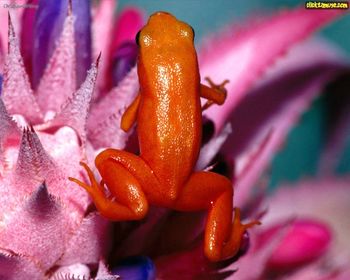 Golden Mantella Frog screenshot