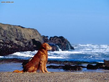 Golden Profile screenshot