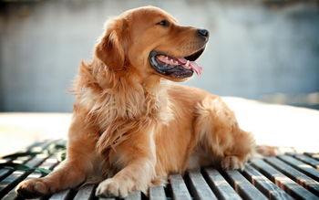 Golden Retriever Dog screenshot