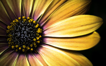 Golden Shasta Daisy screenshot