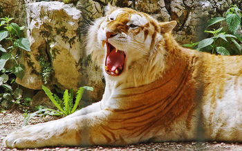 Golden Tiger screenshot