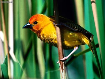 Golden Weaver Kenya East Africa screenshot