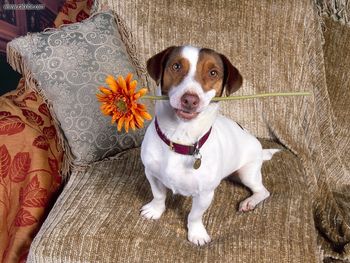 Good Dog Jack Russell Terrier screenshot