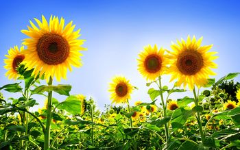 Gorgeous Sunflowers screenshot