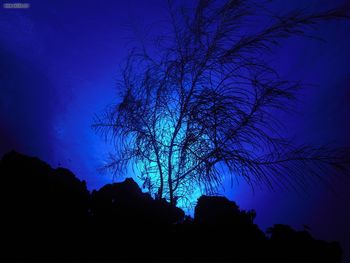 Gorgonian Bonaire Dutch Caribbean screenshot