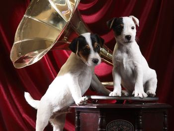 Gramophone Pups screenshot