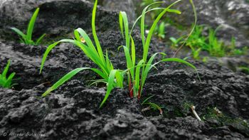 Grass On The Rocks screenshot