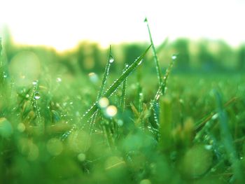 Grass screenshot