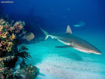 Gray Reef Sharks screenshot
