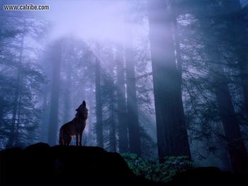 Gray Wolf screenshot