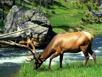 Grazing Bull Elk Yellowstone Naitonal Park Wyoming screenshot