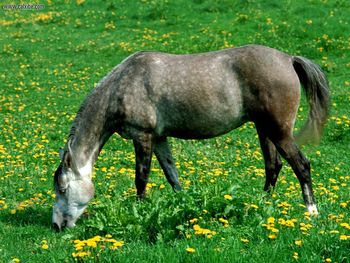 Grazing In The Green Grass screenshot