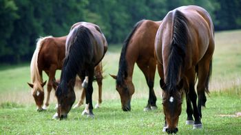 Grazing Time screenshot