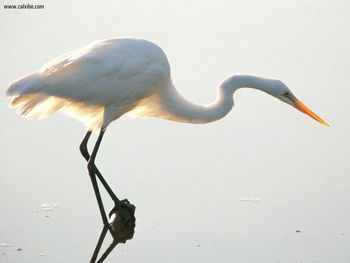 Great Egret screenshot