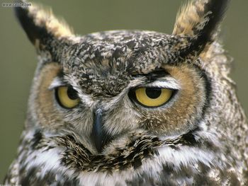 Great Horned Owl Denali National Park Alaska screenshot