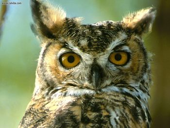 Great Horned Owl Montana screenshot