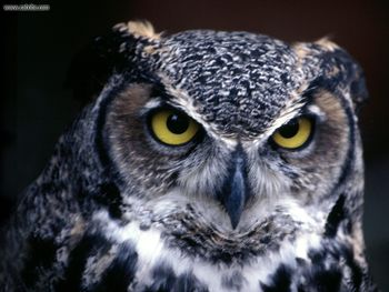 Great Horned Owl St Louis Missouri screenshot