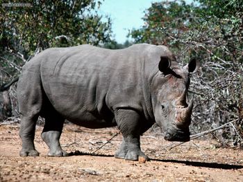 Great Magnitude White Rhino screenshot