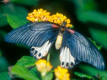 Great Mormon Butterfly screenshot