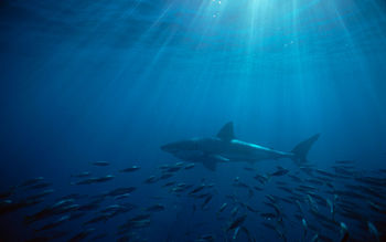 Great White Shark Australia screenshot