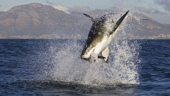 Great White Shark Feeding, South Africa screenshot