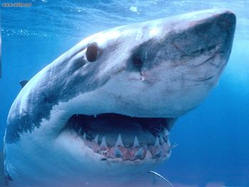 Great White Shark Spencer Gulf Australia screenshot